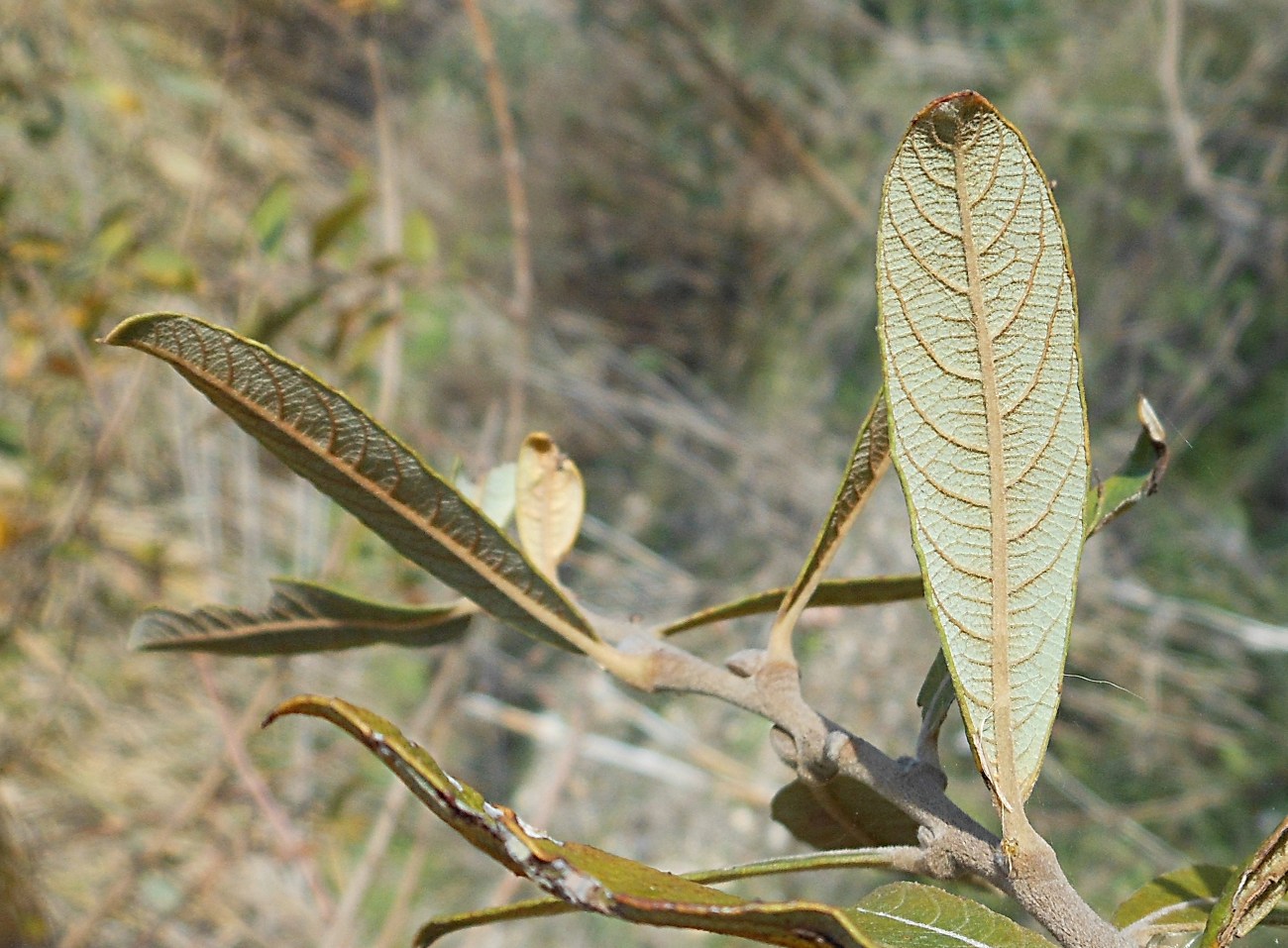 Salix atrocinerea / Salice di Gallura